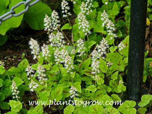 Running Tapestry Foam Flower (Tiarella cordifoila)  
These plants were growing in a partial shade to shaded site.(mid May)